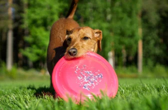7 Best Dog Frisbees for Fun and Safe Outdoor Playtime