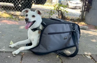 Best Dog Carriers