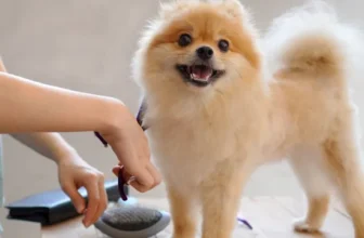 Best Dog Grooming Kits