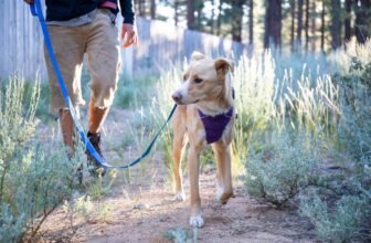 Best Dog Leashes