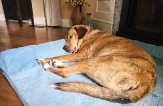 Best Cooling Dog Beds