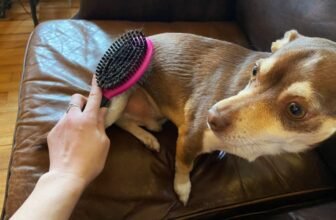 Best Dog Brushes