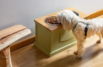 Best Elevated Dog Bowls