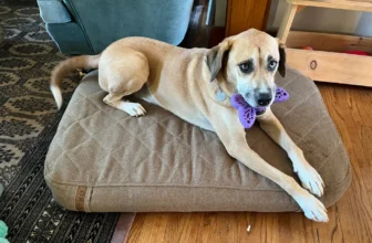 Best Dog Beds for Puppies