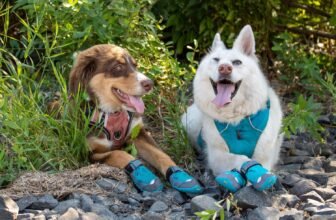 Best Dog Boots and Shoes