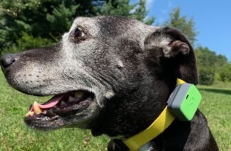 Best Dog GPS Trackers
