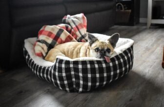 Best Orthopaedic Dog Beds for Enhanced Support