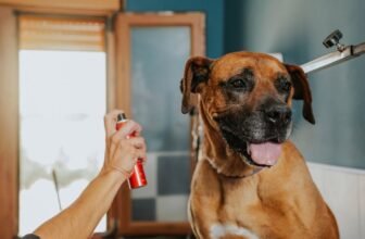 Best Dog Deodorisers