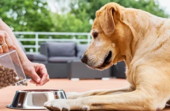 Best Dog Foods for Older Dogs