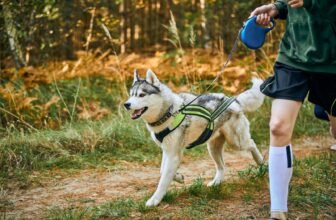 Best Dog Harnesses for Hiking