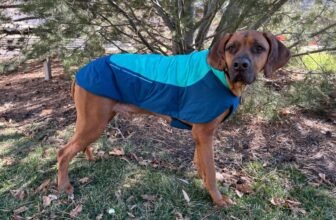 Best Dog Jackets