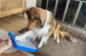 Best Dog Scratch Pads