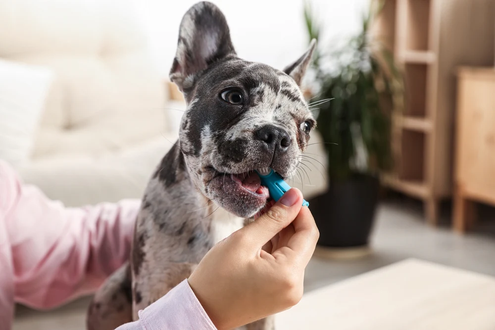 Best Dog Toothpastes