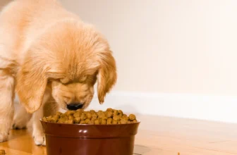Best Dry Dog Foods