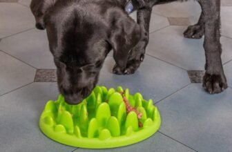 Best Slow Feeder Bowls for Dogs