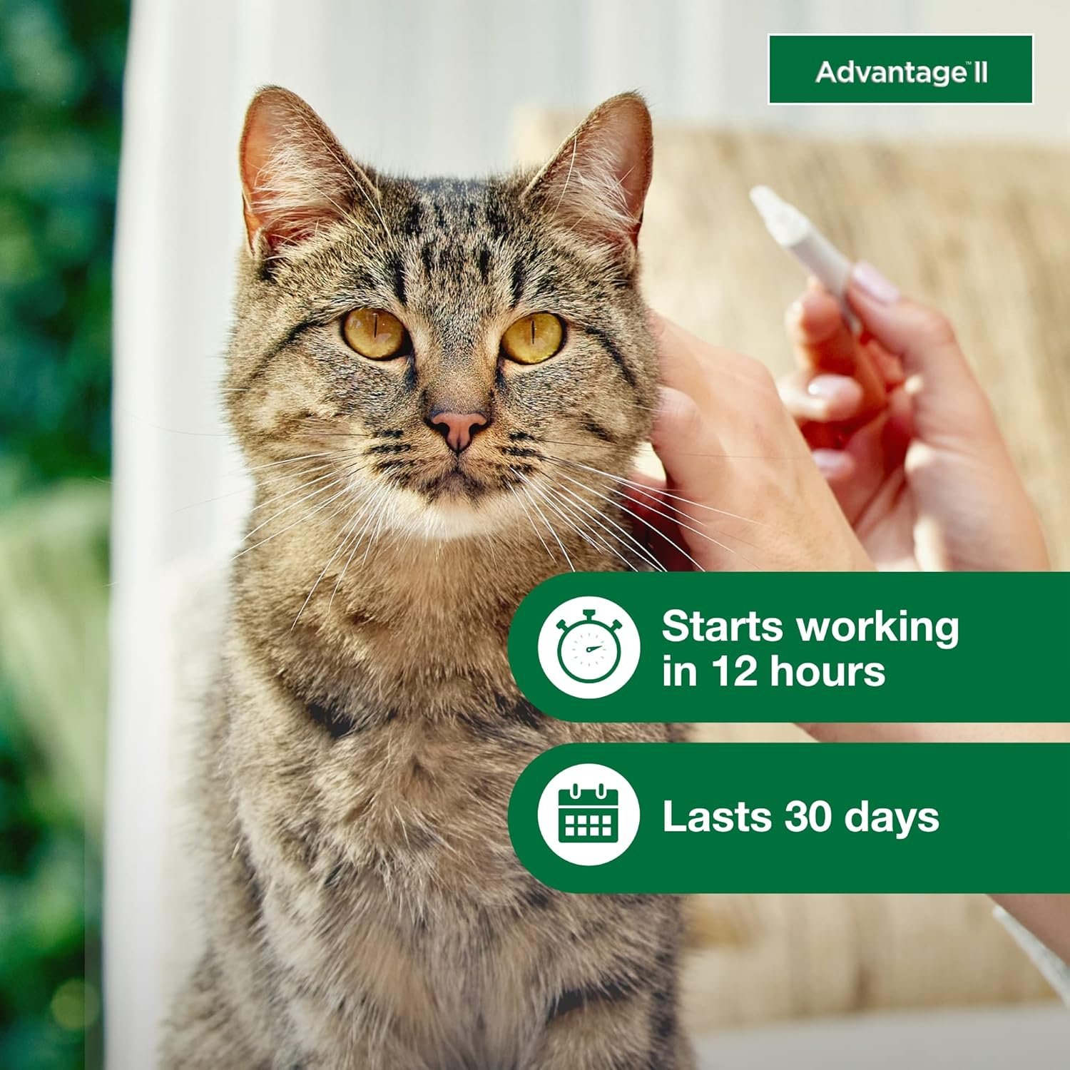Advantage II Large Cat Vet-Recommended Flea Treatment & Prevention | Cats Over 9 lbs. | 4-Month Supply - Image 6