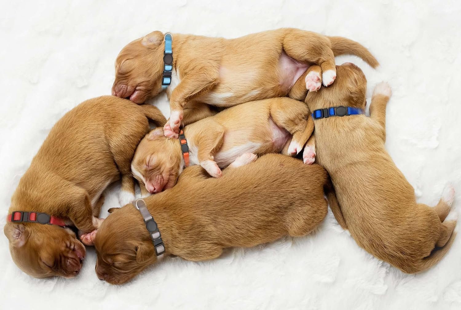 16 PCS Puppy Collars, Safety Buckle Collars for Litter Nylon Adjustable Small Puppies, Breakaway ID Whelping Pet Supplies,Stuff,Accessories(S) - Image 7