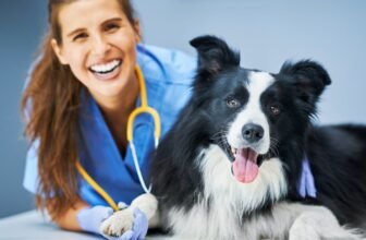 The 4 Best Hip & Joint Supplements for Dogs in 2025 – Expert Picks