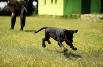 Best Dog Training Tools in 2025: Collars & Clickers That Actually Work