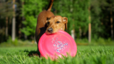 7 Best Dog Frisbees for Fun and Safe Outdoor Playtime