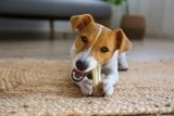 7 Best Dog Toys for Tough Chewers in 2025