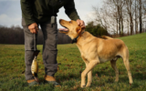 7 Best Collars for Training a Dog in 2025