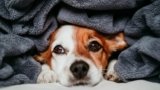 7 Best Dog Blankets in 2025