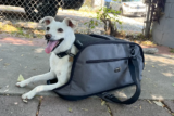 7 Best Dog Carriers for Safe and Comfortable Pet Travel