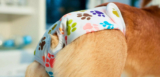 7 Best Dog Diapers in 2025