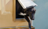 7 Best Dog Doors in 2025