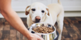 7 Best Dog Foods for Allergies in 2025