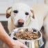 7 Best Dog Supplements in 2025
