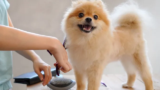 7 Best Dog Grooming Kits in 2025