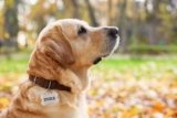 7 Best Dog ID Tags in 2025