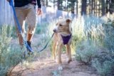 7 Best Dog Leashes in 2025