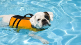 7 Best Dog Life Jackets in 2025