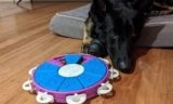 7 Best Dog Puzzle Toys in 2025