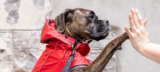 7 Best Dog Raincoats in 2025
