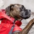 7 Best Dog Jackets in 2025