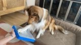 7 Best Dog Scratch Pads in 2025