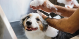 7 Best Dog Shampoos for Shiny Coats in 2025