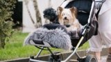 7 Best Dog Strollers in 2025