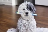 7 Best Dog Toothbrushes in 2025