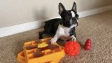 7 Best Dog Toys for Mental Enrichment in 2025