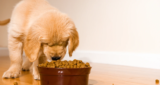 7 Best Dry Dog Foods: Top Picks for Optimal Canine Nutrition