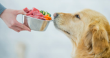7 Best Raw Dog Foods in 2025