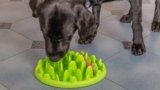 7 Best Slow Feeder Bowls for Dogs in 2025