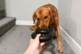7 Best Tug Toys Tested with Real Dogs in 2025