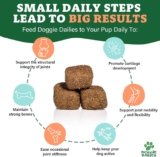 Best Dog Probiotic Supplements for Improved Digestive Health