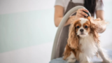 7 Best Dog Hair Dryers in 2025